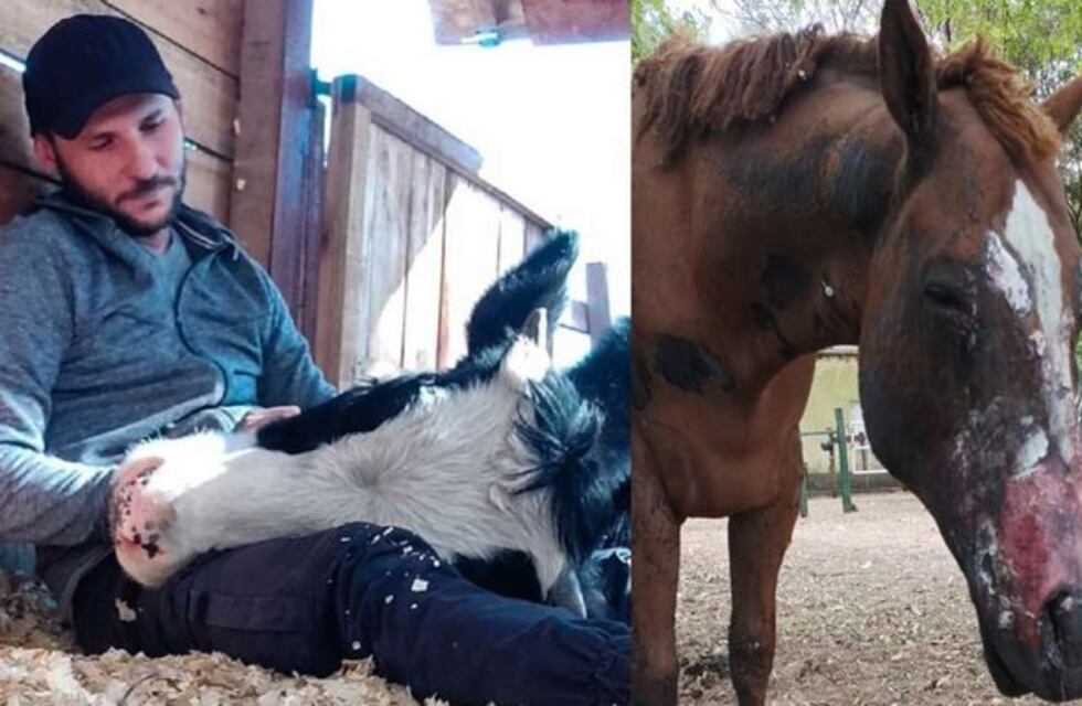 Incendios en Corrientes: un influencer logró recaudar $10 millones para rescatar animales