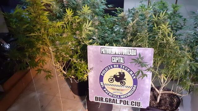 Secuestraron siete plantas de marihuana de un departamento en la capital tucumana.