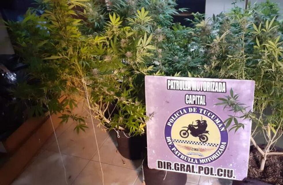 Policiales: secuestraron siete plantas de marihuana de un metro de alto de un departamento