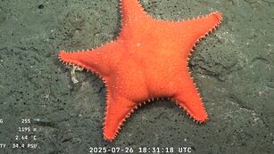 Imágenes de la expedición del CONICET en las profundidades del cañón Mar del Plata. (Schmidt Ocean Institute)