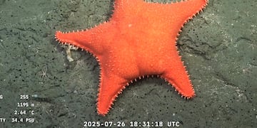 Imágenes de la expedición del CONICET en las profundidades del cañón Mar del Plata. (Schmidt Ocean Institute)