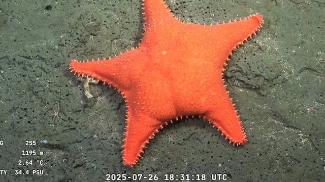 Imágenes de la expedición del CONICET en las profundidades del cañón Mar del Plata. (Schmidt Ocean Institute)