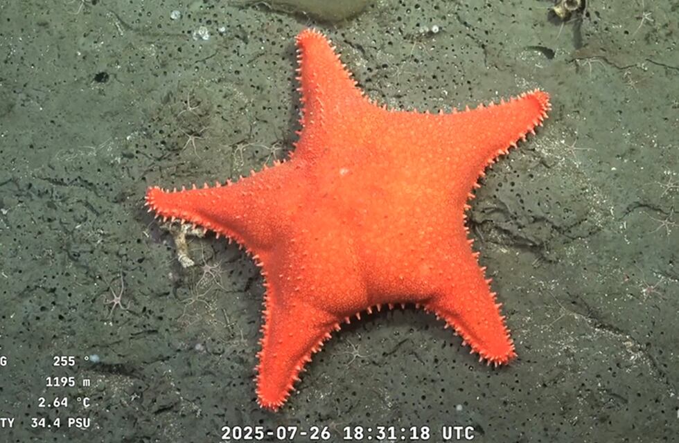 Vuelve el streaming del CONICET: cuándo y por dónde mirarlo en vivo