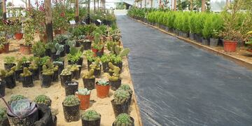 Los créditos fueron entregados a 8 proyectos orientados a la producción de flores en invernadero, cultivo de vid y frutales, turismo rural, elaboración de productos artesanales, horticultura y artesanías. Imagen ilustrativa