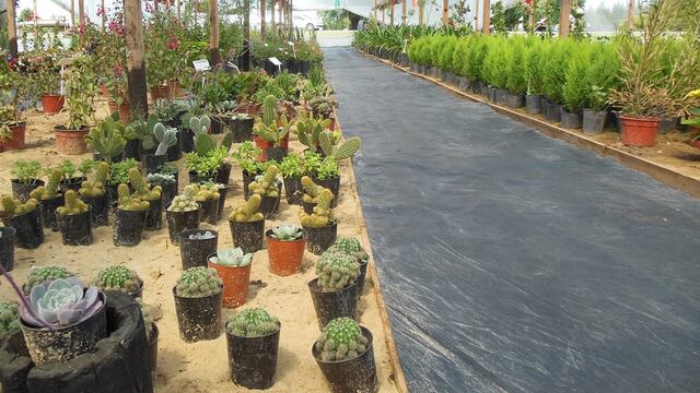 Los créditos fueron entregados a 8 proyectos orientados a la producción de flores en invernadero, cultivo de vid y frutales, turismo rural, elaboración de productos artesanales, horticultura y artesanías. Imagen ilustrativa