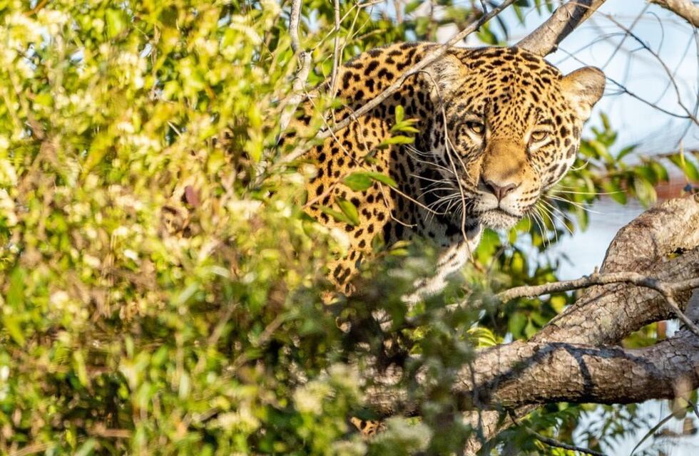 El día Mundial de la Vida Silvestre se celebra con los yaguaretés que habitan en los Esteros del Iberá