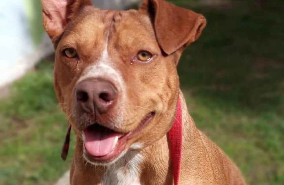 Nuevo cronograma del quirófano móvil y la vacunación antirrábica para animales