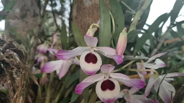 Por codicia, vecinos en alerta por robo de orquídeas.