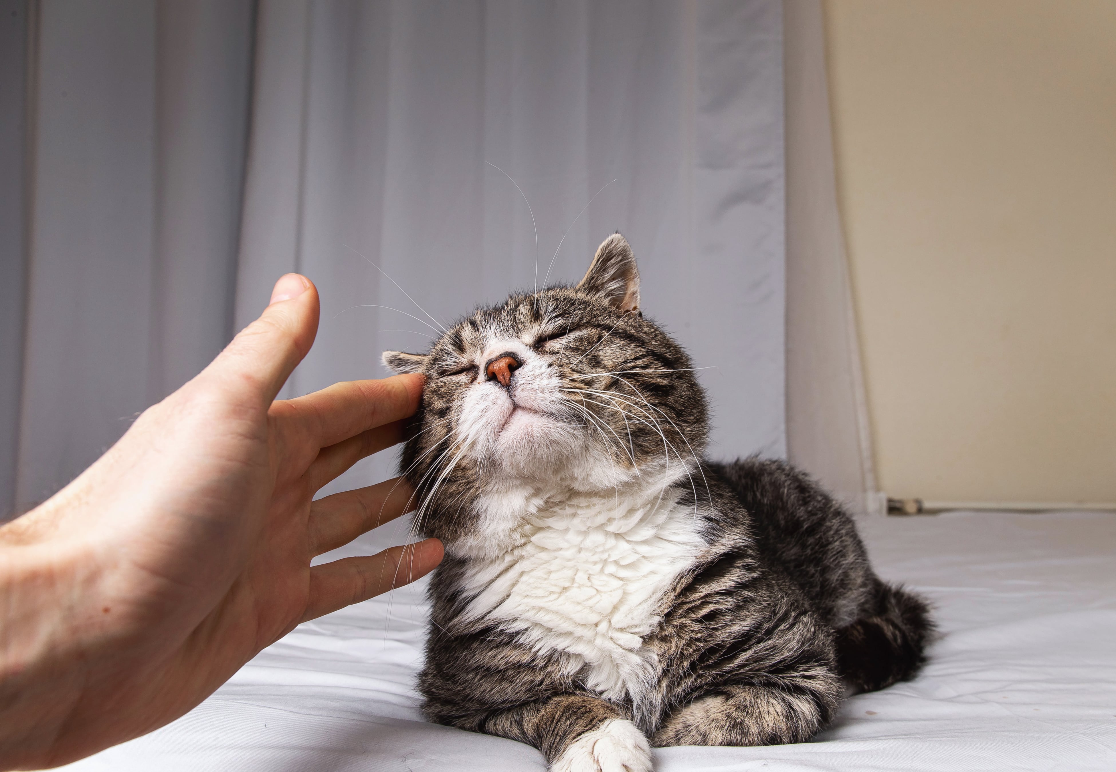 El gato en casa trae muchos beneficios.