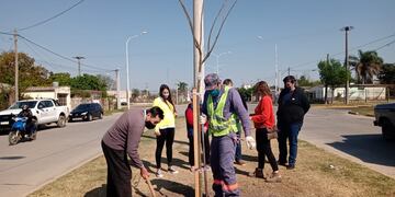Habrá tipas en el cantero central de Avenida G. Maggi