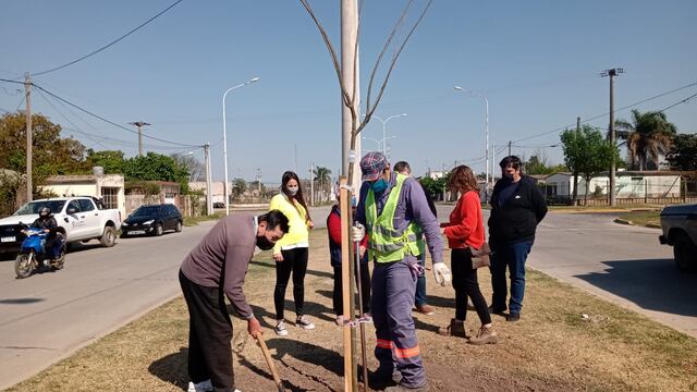 Habrá tipas en el cantero central de Avenida G. Maggi