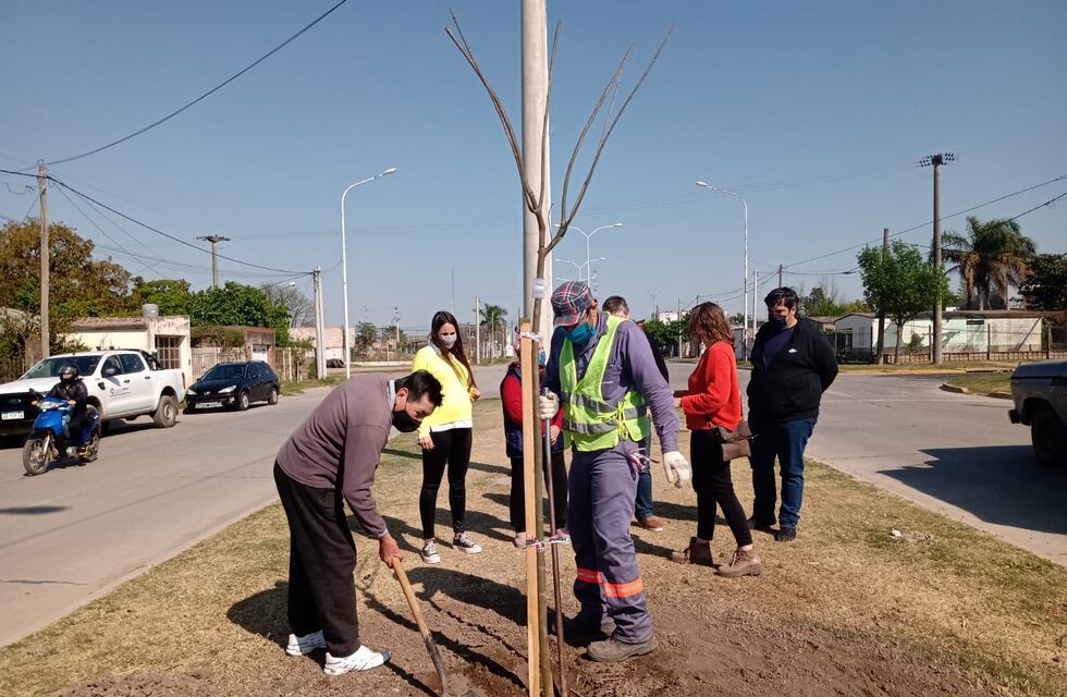 Avenida Gabriel Maggi tendrá una gran hilera de tipas en su cantero central