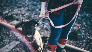 Pasear al perro parece seguro, pero la correa tiene riesgos. Eso advierte este estudio. (Unsplash)