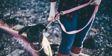 Pasear al perro parece seguro, pero la correa tiene riesgos. Eso advierte este estudio. (Unsplash)