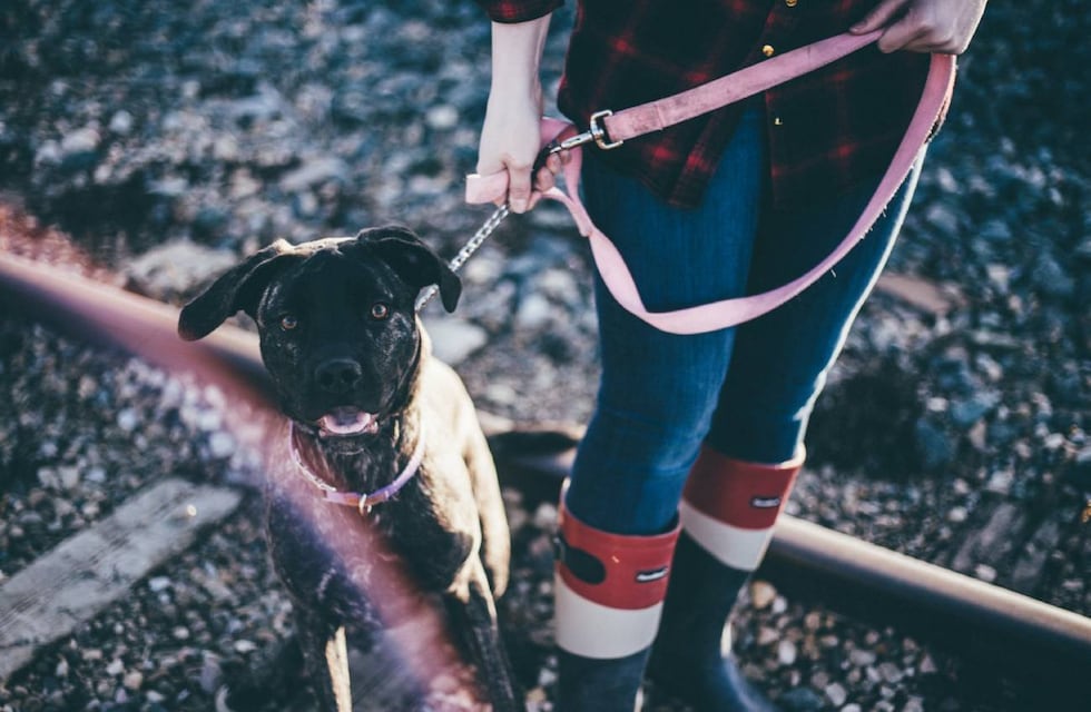 Cuáles son las calles de Palermo y Belgrano donde habría veneno para perros