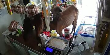 Los caballos dentro de la despensa. (Captura de video)