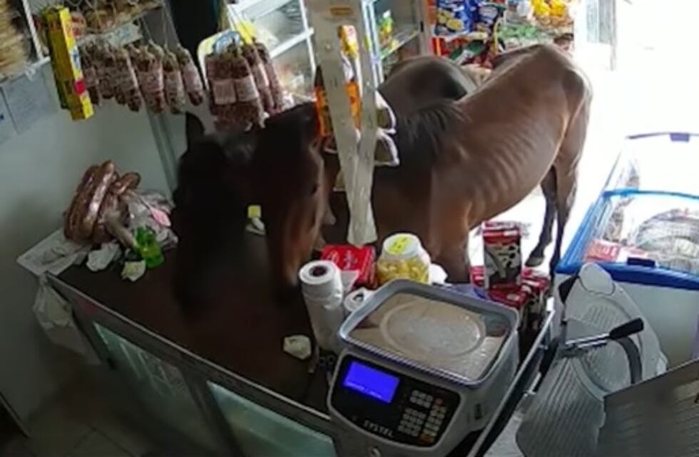 Desopilante audio y video: dos caballos entraron a un comercio en Córdoba y no los podían sacar