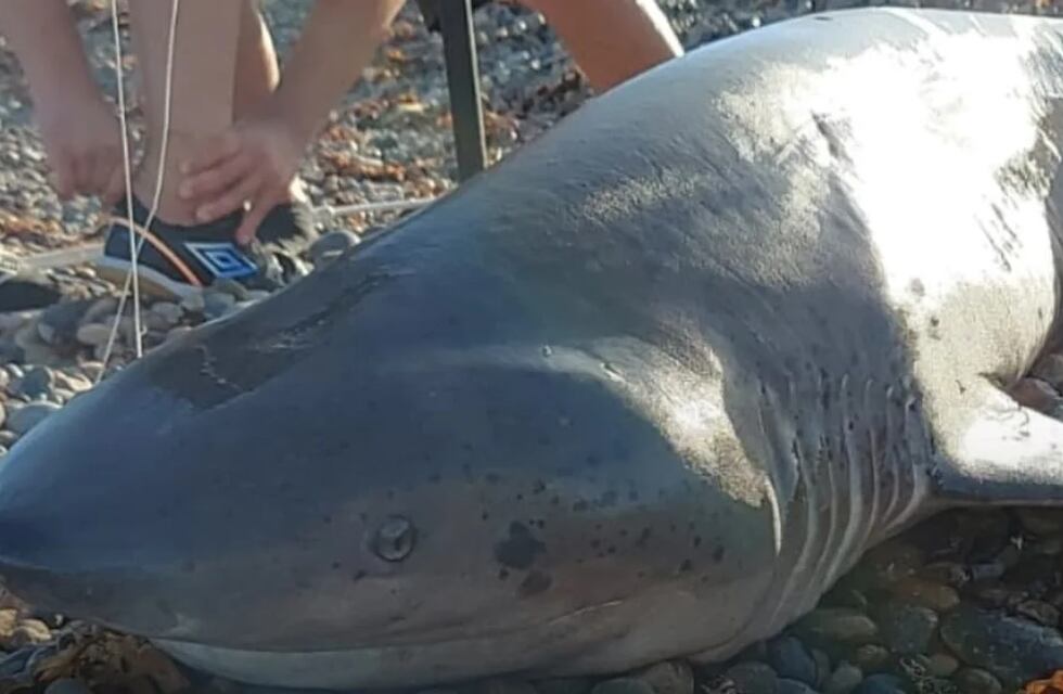 Impresionante: un hombre en Santa Cruz pescó un tiburón de más de 2 metros