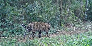 Importante avistamientos de yaguaretés en la Reserva de la Defensa Puerto Península.