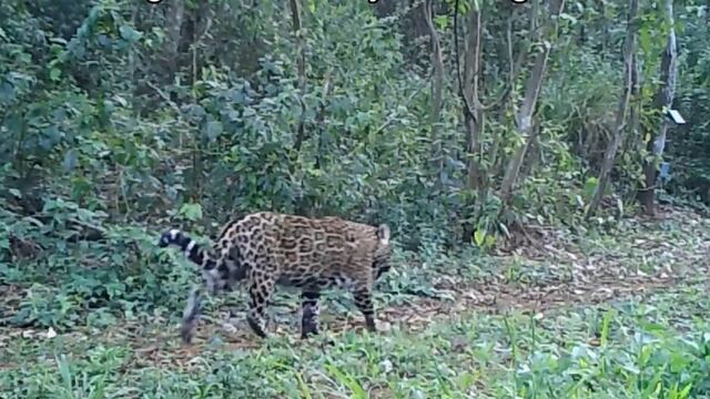 Importante avistamientos de yaguaretés en la Reserva de la Defensa Puerto Península.