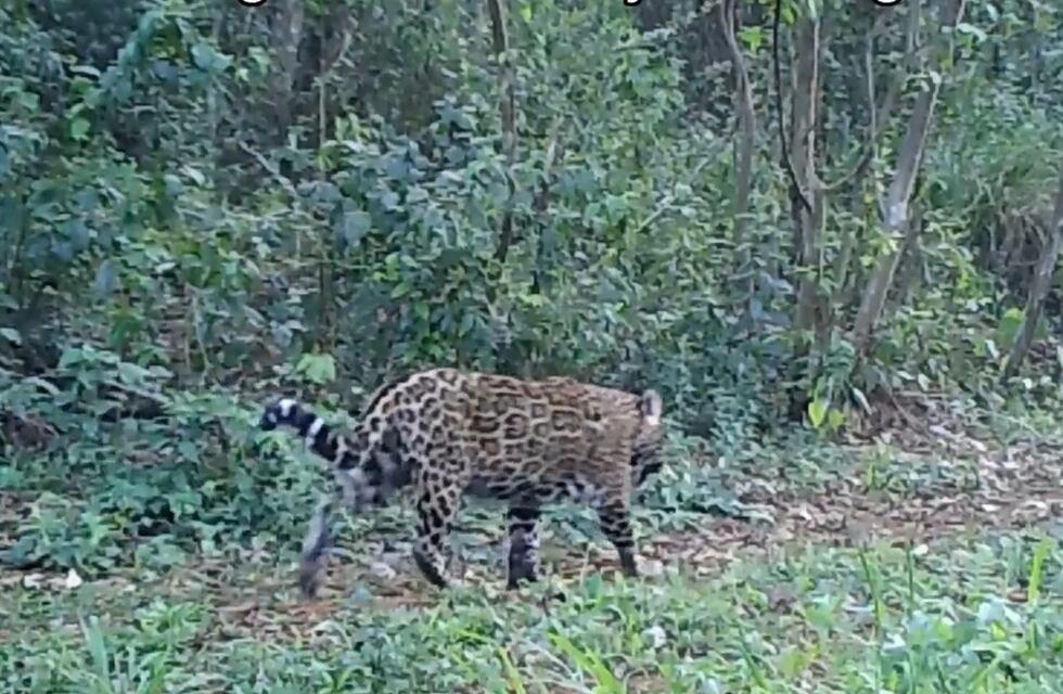 Importante avistamientos de yaguaretés en la Reserva de la Defensa Puerto Península