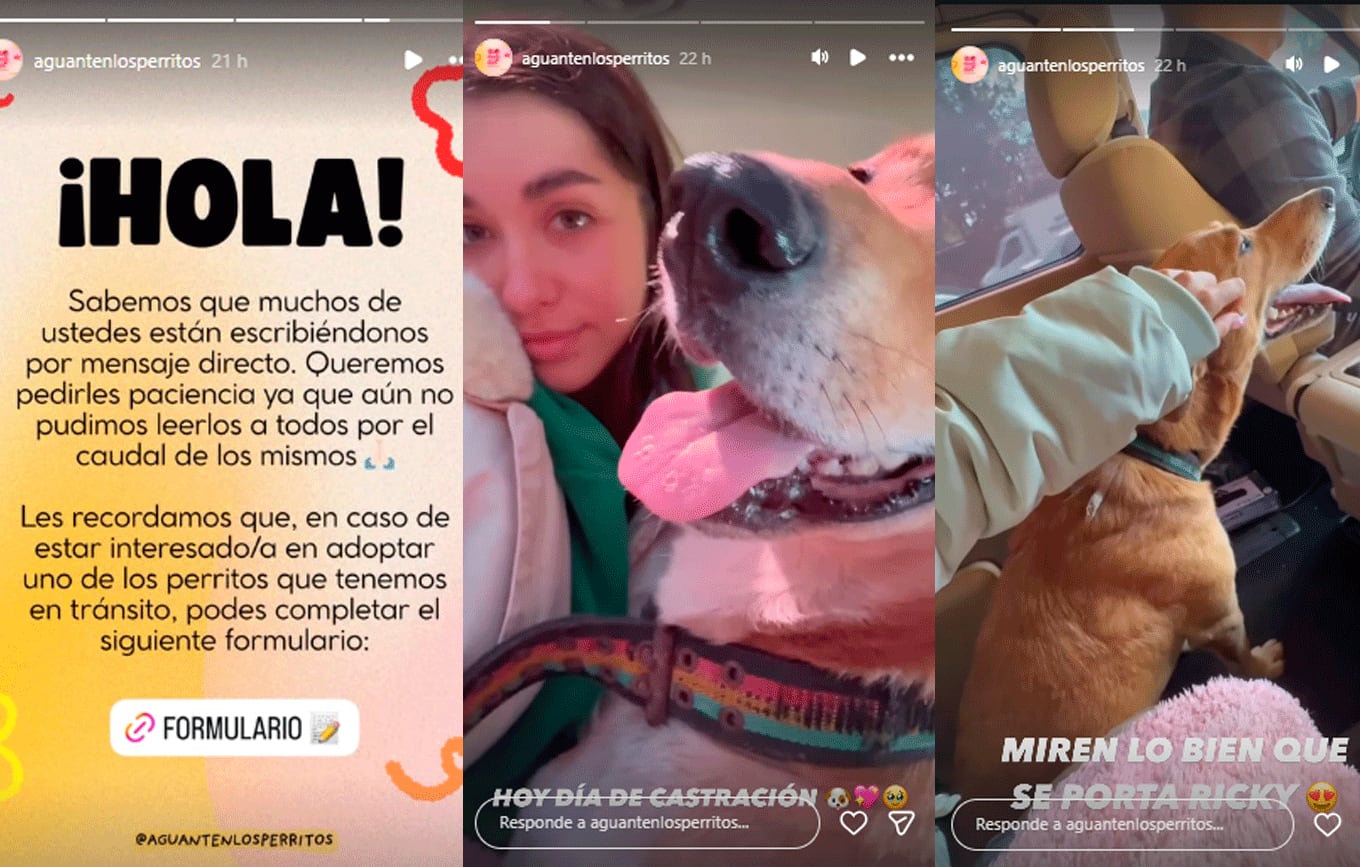 María Becerra rescata a perros en situación de calle.Foto: captura pantalla Instagram.