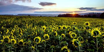 En el Feng Shui recomiendan tener girasoles en la casa.