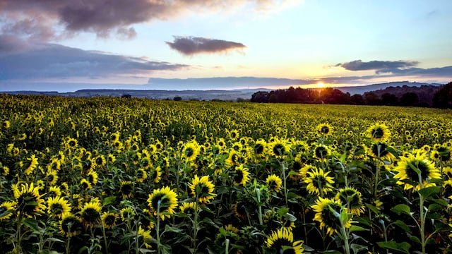 En el Feng Shui recomiendan tener girasoles en la casa.