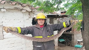 La Policía debió acudir a una casa en Córdoba para rescatar una lampalagua de grandes dimensiones. (Gentileza Policía de Córdoba)