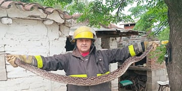 La Policía debió acudir a una casa en Córdoba para rescatar una lampalagua de grandes dimensiones. (Gentileza Policía de Córdoba)