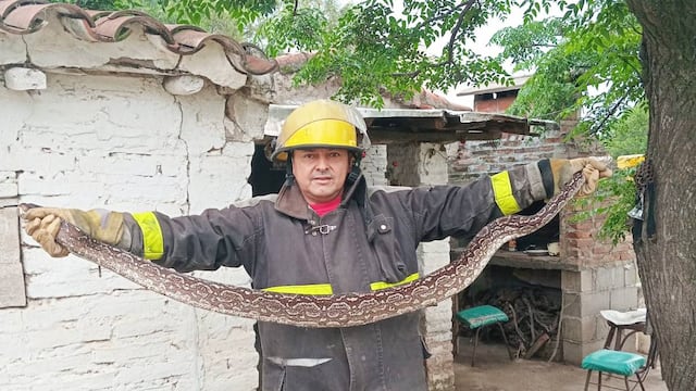 La Policía debió acudir a una casa en Córdoba para rescatar una lampalagua de grandes dimensiones. (Gentileza Policía de Córdoba)