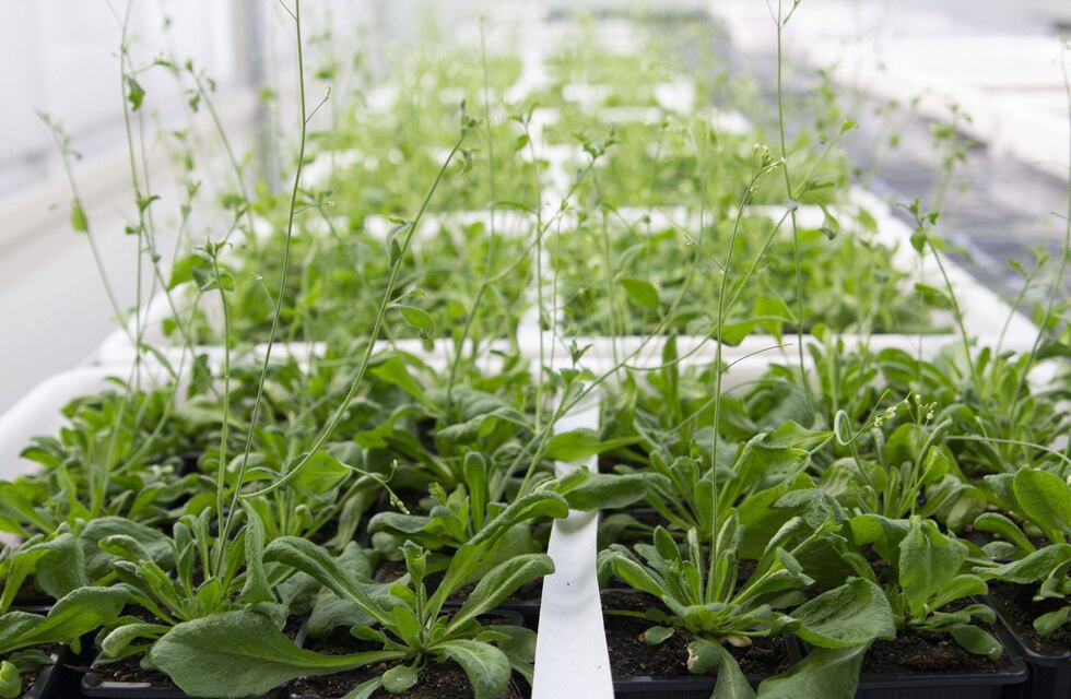 Por qué son importantes las respuestas de las plantas al estrés por calor