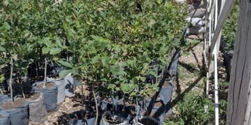 La cárcel de Saavedra donó más de 1.200 plantines a Bahía Blanca.