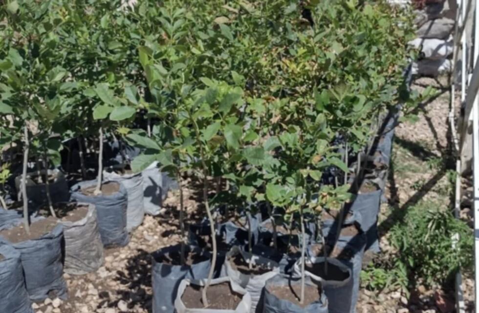 La cárcel de Saavedra dona más de 1200 árboles a Bahía Blanca