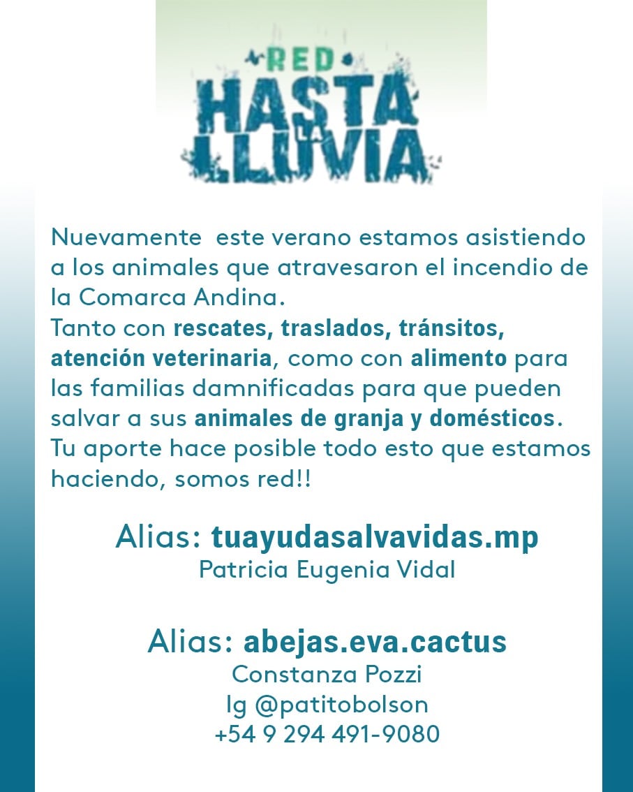 “Cada verano vivimos con miedo”: el testimonio de una joven voluntaria sobre los incendios intencionales en la Patagonia