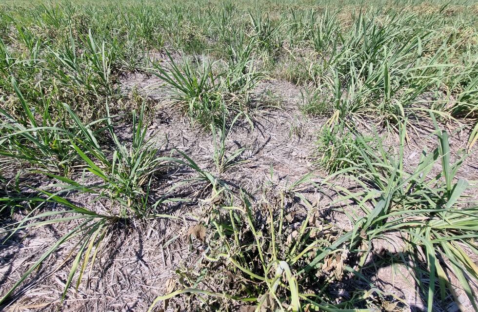 La caída de las reservas en el Banco Central, más una sequía incontrolable: los problemas a futuro en la Argentina