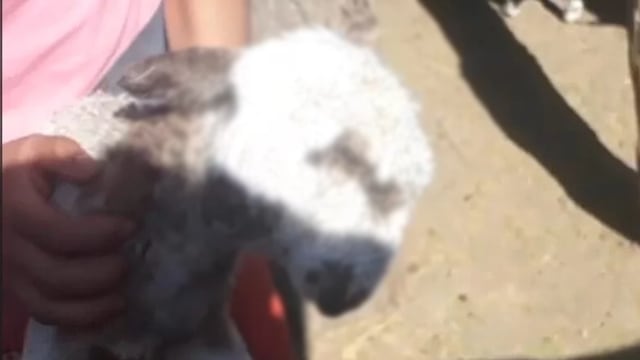 No te pierdas las imágenes del increíble animal que nació en Santiago del Estero.