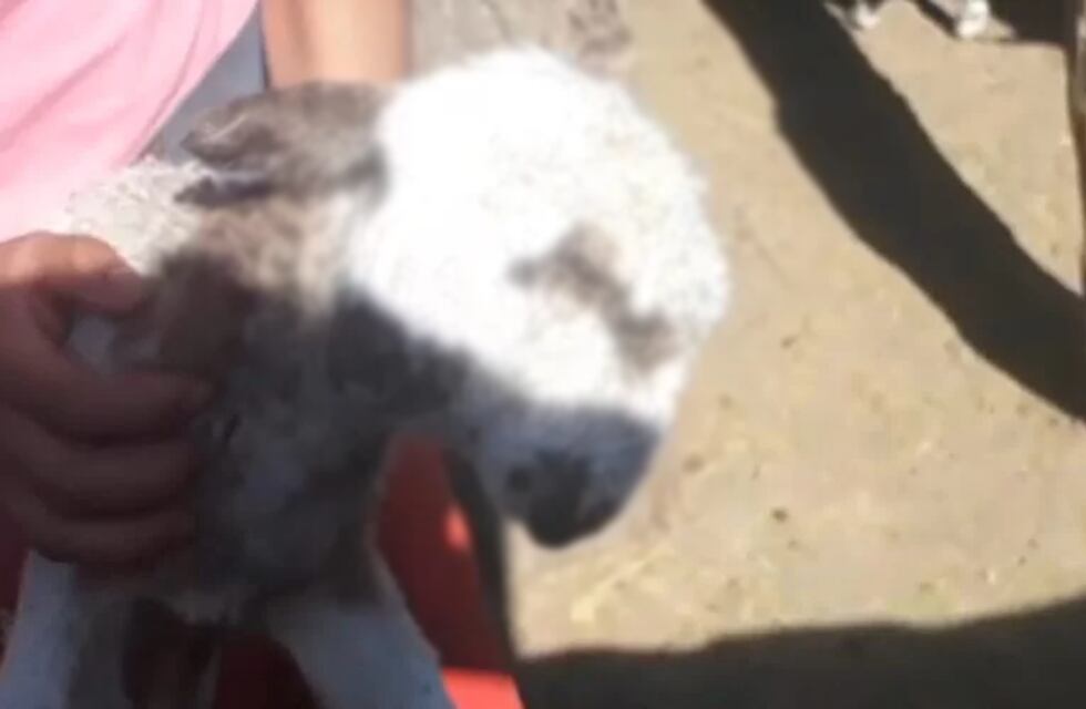 Impresionante: nació un cordero con dos cabezas en Santiago del Estero y asombró a todos