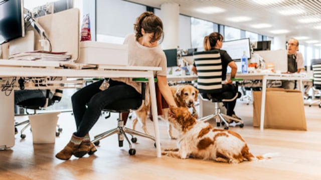 Mascotas en el trabajo: la nueva tendencia que se impone