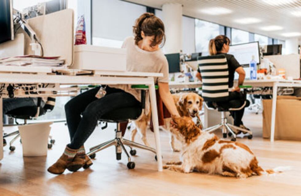 Oficinas “Pet Friendly”: llevar al perro al trabajo es la nueva tendencia del mundo laboral en Argentina