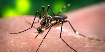 El dengue se contagia por la picadura de mosquito.