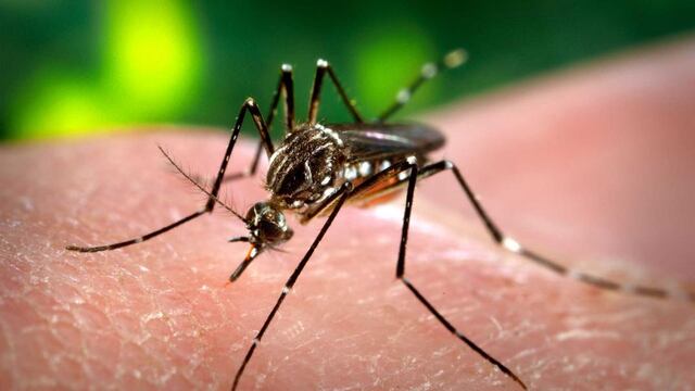 Situación epidemiológica en Miramar: ¿Hubo dengue?