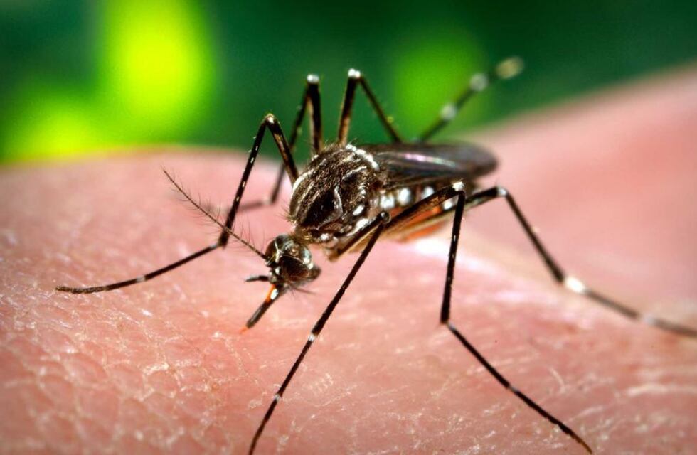 Invasión de mosquitos en Rosario: alertan sobre una nueva especie “imposible” de fumigar