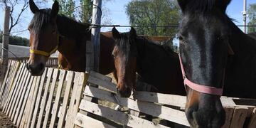Ya hay posibles casos de Encefalomielitis equinas en Mendoza. Imagen ilustrativa
Foto: José Gutierrez / Los Andes