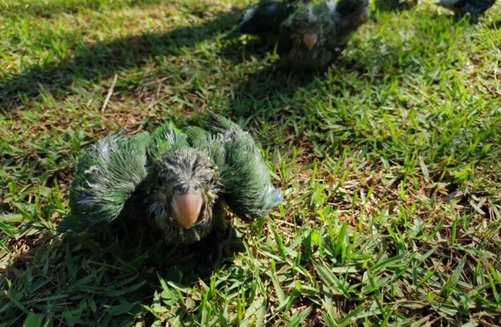 Eldorado: rescataron siete ejemplares de loros y sus crías