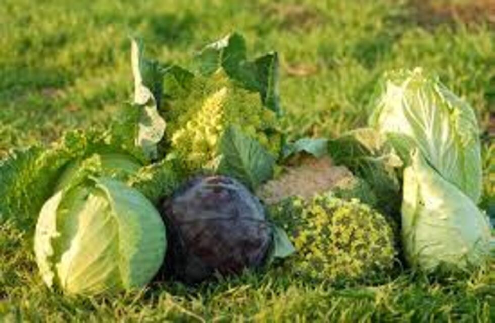 Taller de huerta y compost en el barrio Central Córdoba