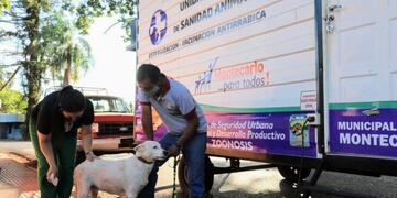 Zoonosis Municipal esterilizó a 1300 mascotas en el municipio de Montercalo.