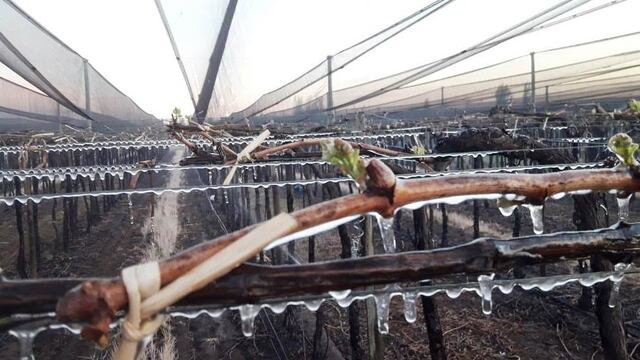 La Dirección de Contingencias Climáticas abrió un registro para denunciar daños por la helada.