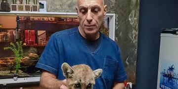 Rescataron a una pequeña puma que estaba atrapada en una pileta en San Juan
