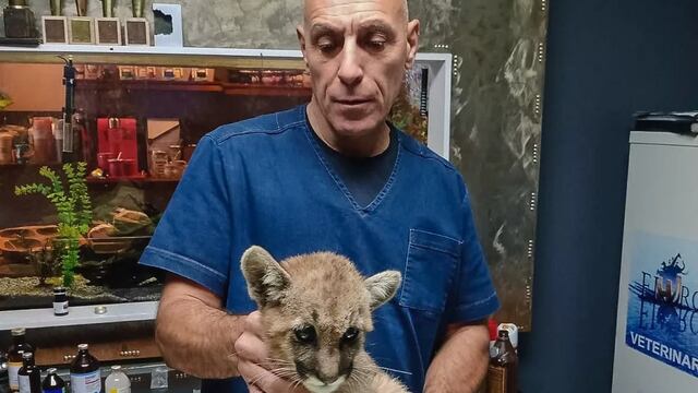 Rescataron a una pequeña puma que estaba atrapada en una pileta en San Juan
